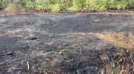 Burnt landscape after a wildfire in Enfield