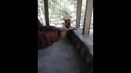 Bear visiting my cabin in the mountains