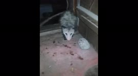 Possum comes to visit
