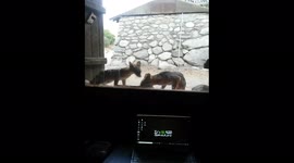 Fox on nightly run