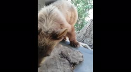 Bear stopping by to say Hi