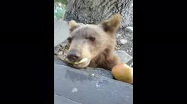 Cute bear cub keeps visiting man in Glendora, US