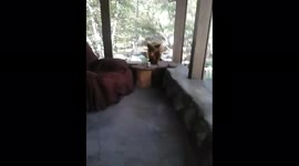 Bear necessitys A routine visit