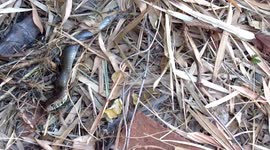 A 10 feet long Indian Rat snake that got struck in a fishing net was rescued safely in South India