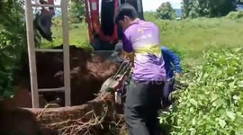 Hapless calf rescued by villagers after falling into 16ft well while grazing