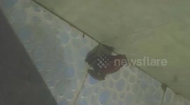 The toad suddenly appeared and helped the owner clean up the insects that flew into the house