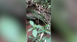 Mystery orange creature resembling Pokemon EGG found under tree