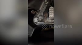 Husky puppy gets trapped in car engine 'while chasing after mouse'