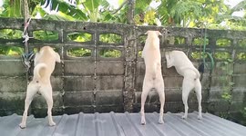 Trio of nosy dogs stick their heads through wall every day to peek at neighbours