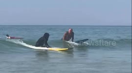Beachgoers did a double take after spotting a dog going for a SURF