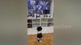 Adorable pet Shih Tzu guards CCTV footage from owner's bedroom