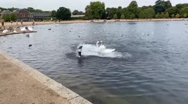 Swans cool down in the jet of water from an inlet in the Round Pond at Kensington Gardens