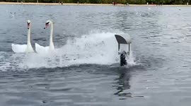 Swans cool down in the jet of water from an inlet in the Round Pond at Kensington Gardens