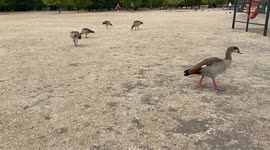 Birds struggle to find food as a severe drought hits London parks