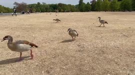 Birds struggle to find food as a severe drought hits London parks
