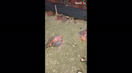 Boy with a heart of gold helps out baby birds who had fallen from their nest