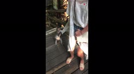Overfriendly monkey hops on the visitor's back and tries stealing her earrings