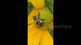 Sleeping bumble bees fumble when temeratures drop suddenly and fall asleep until they warm up