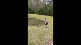The gaggle of geese flies out of the pond as soon as a man jumps in to swim with them