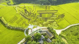 Drone Footage Of Artistic Rice Field in Nanning, China