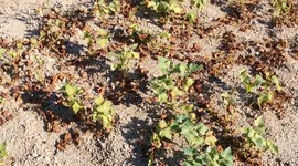 High temperature kills crops in central China