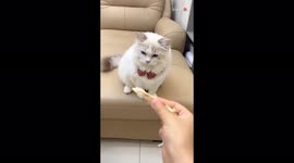 'Mischievous dog snatches kitten's food right in front of it'