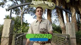 Meet One of the Most Insane Chameleons In the World!