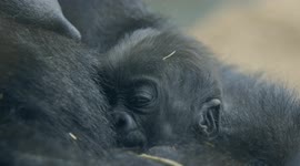 Adorable moment between mom and baby gorilla