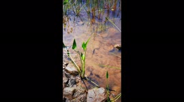 Canadian woman finds huge swimming leeches in local lake