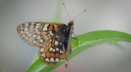 Brighten up your day with this beautiful butterfly