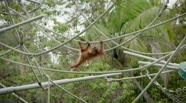 Playtime Is All About Being Acrobatic for this Young Orangutan