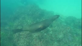 Friendly seal suddenly becomes aggressive and tries to bite divers.