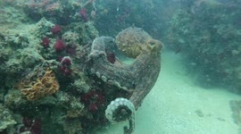 Stunning moment octopus reaches out to SHAKE hands with scuba diver