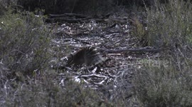 Wildlife videographer captures rare footage of endangered numbat
