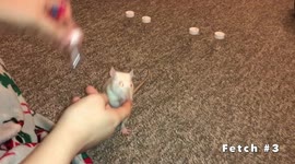 rat trainned home made videos