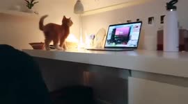 2 months old kitten leans against the laptop screen and falls over with it!