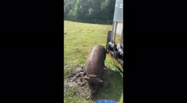 'I spend £195 a month feeding my pet PIG – he acts just like a dog and is a sucker for cheesecake', says Yorkshire woman, 22 Part 1