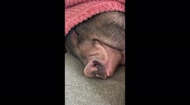 'I spend £195 a month feeding my pet PIG – he acts just like a dog and is a sucker for cheesecake', says Yorkshire woman, 22 Part 2