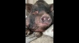 'I spend £195 a month feeding my pet PIG – he acts just like a dog and is a sucker for cheesecake', says Yorkshire woman, 22 Part 3