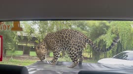 Playful leopard hops onto pickup truck and gnaws cargo bed cover at safari park