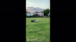 Pig owner claims her pet acts just like a dog and spends almost £200 per month feeding it