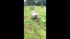 The girl jokingly chased the sheep, the ram defended!