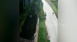 Hero pooch rescues drowning puppy friend from fish pond