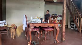 Naughty pet Golden retriever plays chase around dining table to keep broom from owner