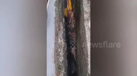 Monitor lizard found sandwiched between cement walls after fleeing from stray dogs