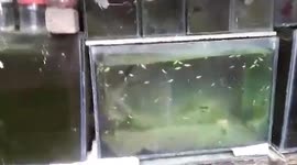 Aquariums shake during earthquake in the Philippines