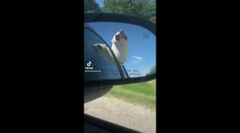 Husky living his best life