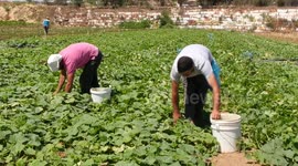 Palestinian farmers harvest cucumbers in Beit Lahia in the northern Gaza Strip