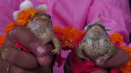 Drought: Indian villagers organise frog wedding to invoke rain