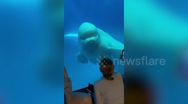 'Annoyed' Beluga whale snaps at tourists banging on aquarium's glass in Taiwan